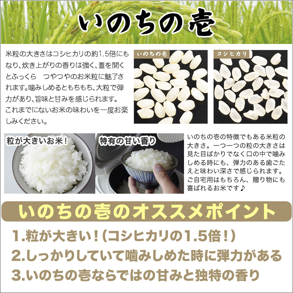 新潟産 いのちの壱 10kg（5kg×2） 令和5年産