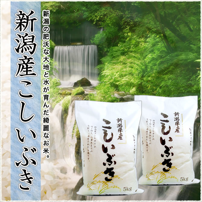 新潟県産こしいぶき 10kg